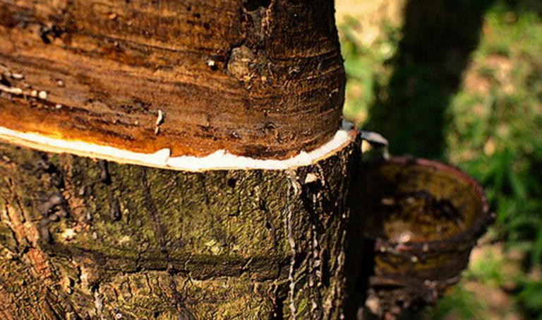 Laos Prepares to Set Up Rubber Tree Association