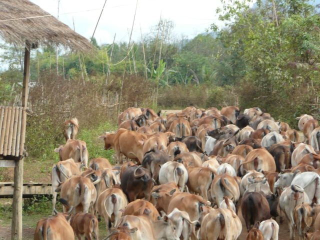 Project Enhances Beef Production in Laos