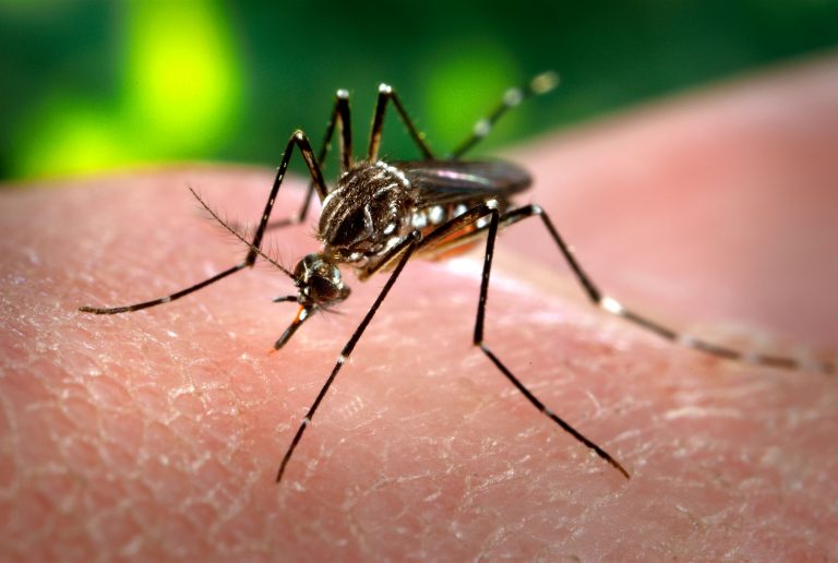 9 Deaths Recorded As Health Authorities Seek to Suppress Seasonal Dengue Spike In Laos