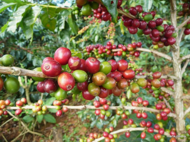 Xekong Coffee Growers Exasperated By Price Drop