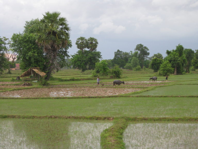 Attapeu Expands Rice Production