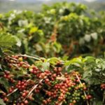 coffee field