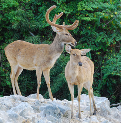 Three-fold Increase in Eld’s Deer Population in Savannakhet Province
