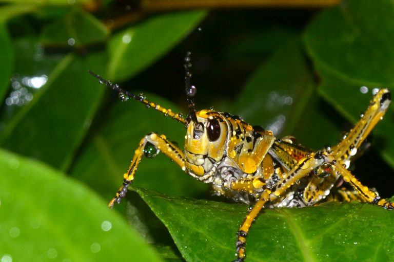 Locusts Damage 776 Hectares of Crops in Huaphan