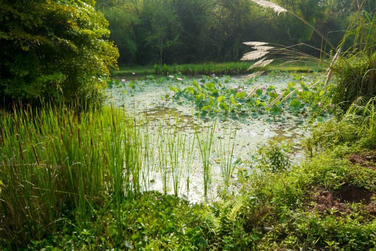 The First Botanical Garden in Laos Opening in November