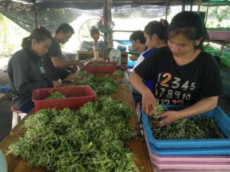 Migrants From Laos Experience Smoother Assimilation Into Thai Society