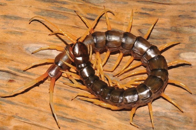 ‘Horrific’ First Amphibious Centipede Discovered