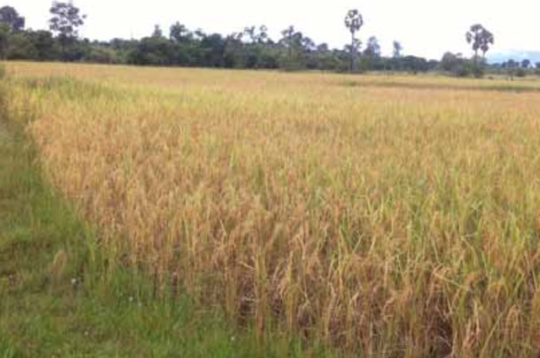 Rice Production yet to Meet Target