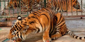 Tiger farms to be phased out in Laos