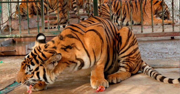 Tiger farms to be phased out in Laos