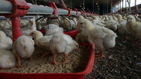 Ministry Demands Closure of Factory, Chicken Farm