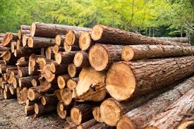 PM Discourages Timber Use on Farms