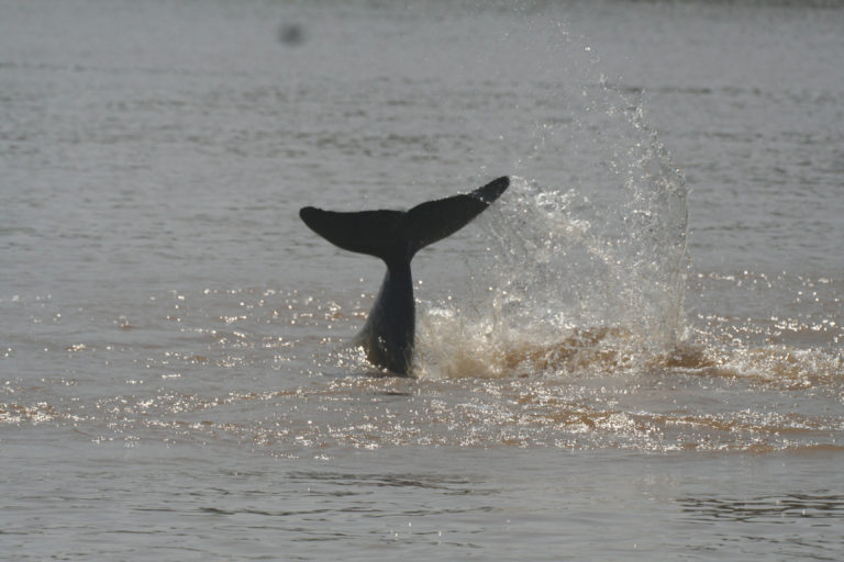 Irrawaddy Dolphins Functionally Extinct in Laos