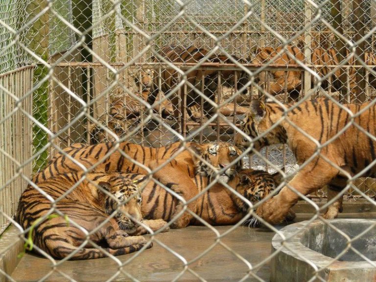 WWF Commends Laos’ Decision to Dismantle Tiger Farms