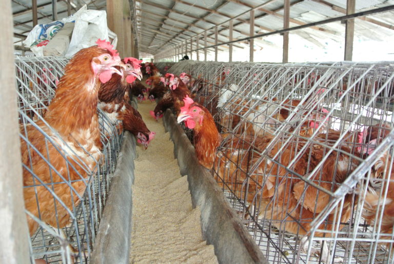 Chicken Farm Stink Raised at National Assembly