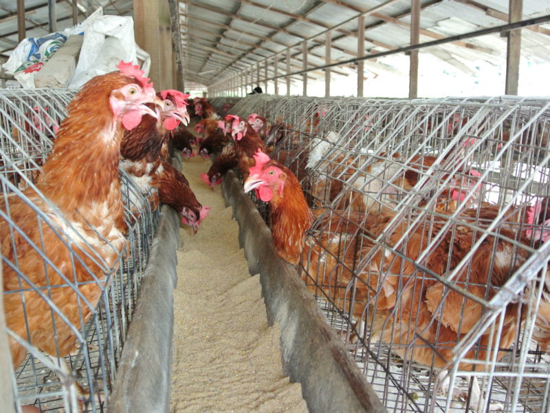 Resultado de imagen para chicken farm