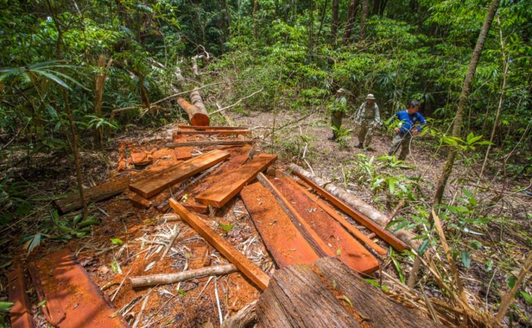 Laos, Vietnam Extend Partnership to Combat Illegal Logging, Poaching