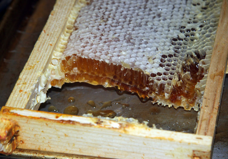 Beekeeping Trial to Sweeten Champassak Honey Production