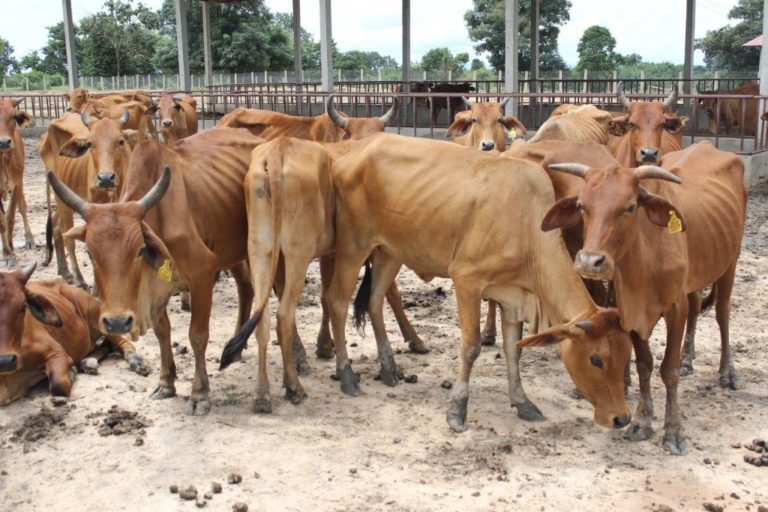 Law Amendments to Enhance Livestock Industry, Food Hygiene