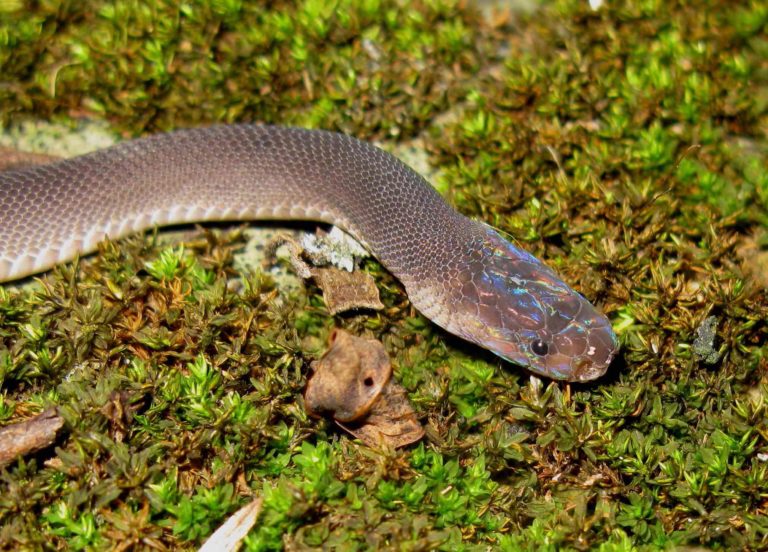 Ziggy Stardust Snake Discovered in Northern Laos