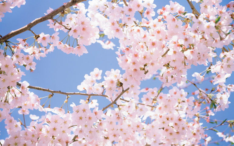 Prime Minister Visits Sakura Park in Viengxay