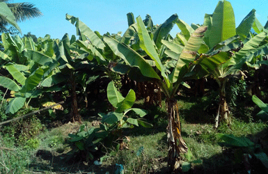 Banana Farms Ordered to Stop