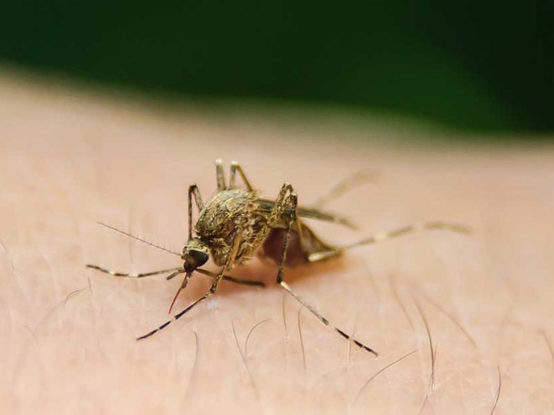 Dengue Fever