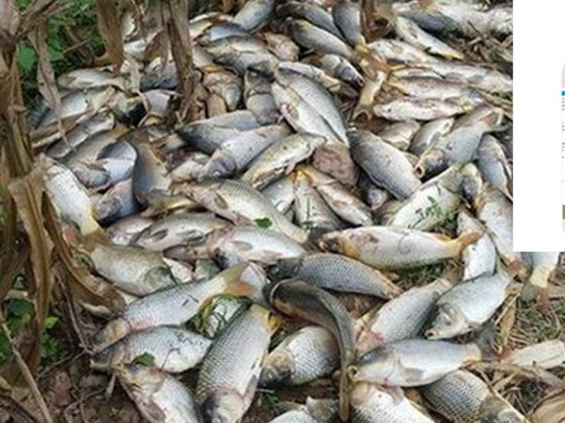 Fenpropathrin Fish Deaths Houayxai Laos