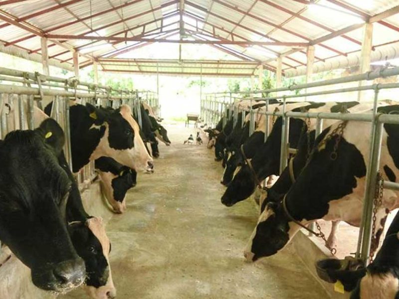 Lao Dairy Farm Crysta Milk