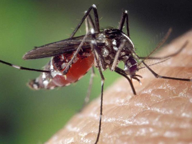 Dengue Fever Laos 2017