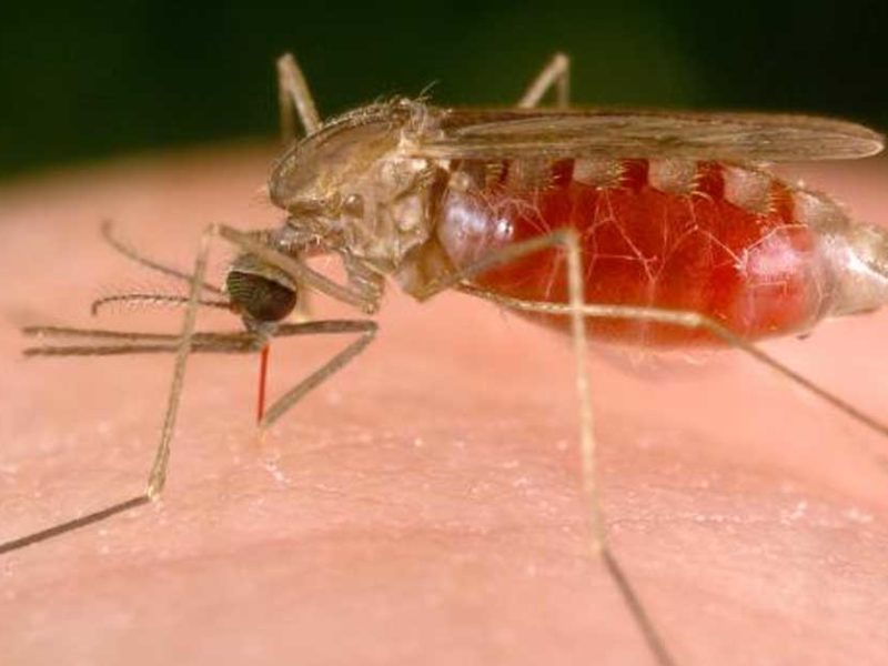 Malaria Laos