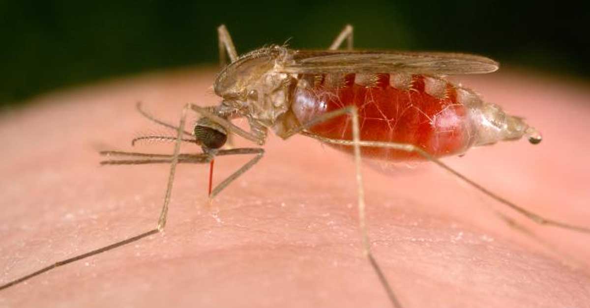 Malaria Laos
