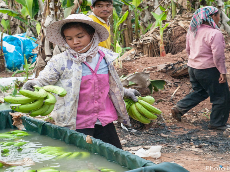 bananas