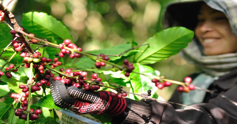 coffee beans