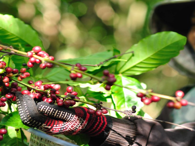 coffee beans