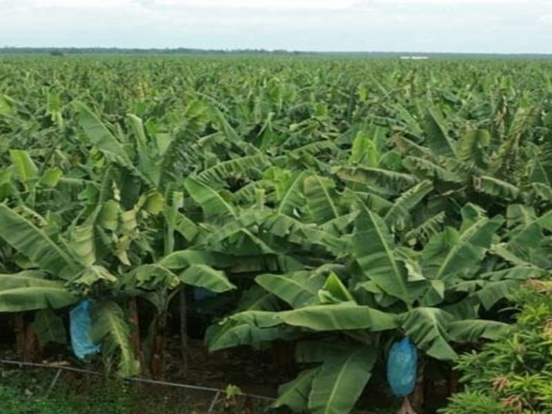 banana plantation