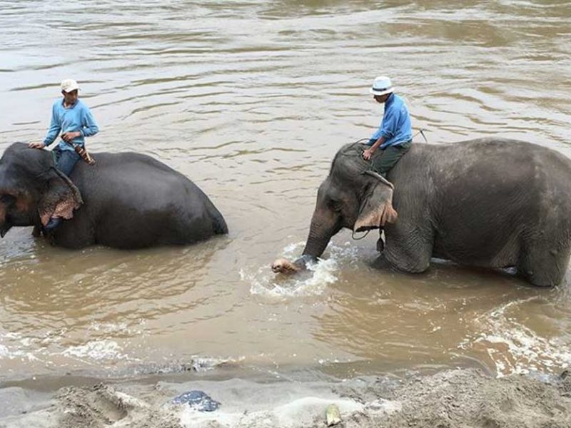 Lao Elephants Sent to China