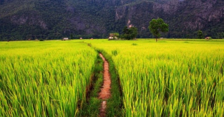 Laos to Ship 20,000 Tonnes of Organic Rice to China