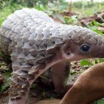 pangolin