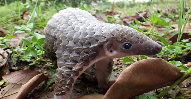 Thai Duo Attempts to Smuggle 105 Pangolins into Laos