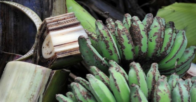 Panama Epidemic Invades Banana Crops in Laos