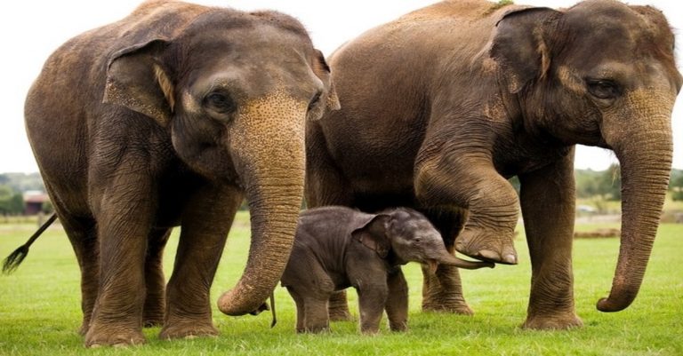 Experts Warn Asian Elephants Need a New Alternative