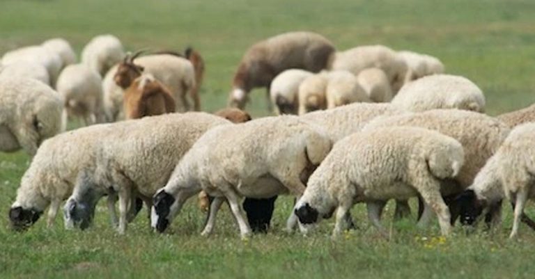 Mongolian Sheep in Laos