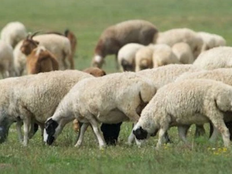 Mongolian Sheep in Laos