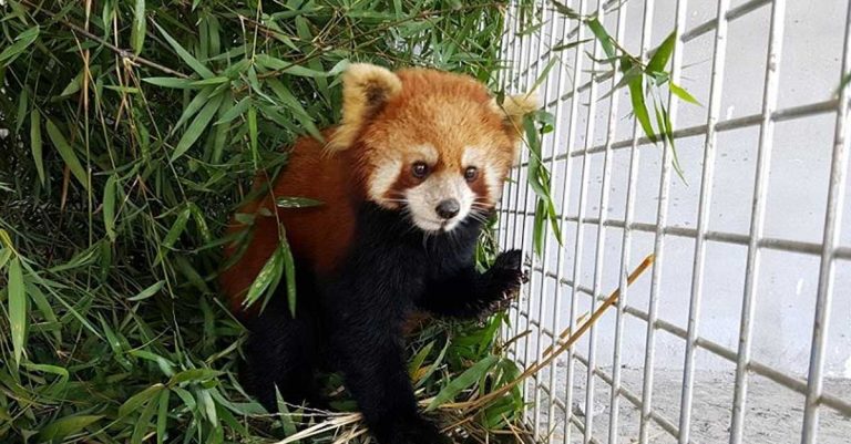 Red Pandas Rescued in Laos