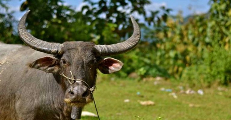 buffalo kills two in phonhong