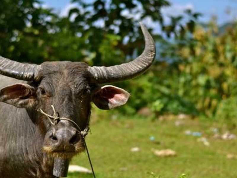 buffalo kills two in phonhong