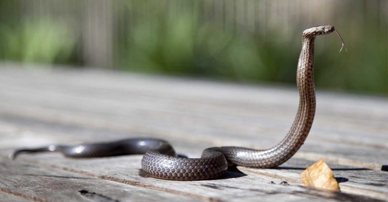 smuggled snakes Laos