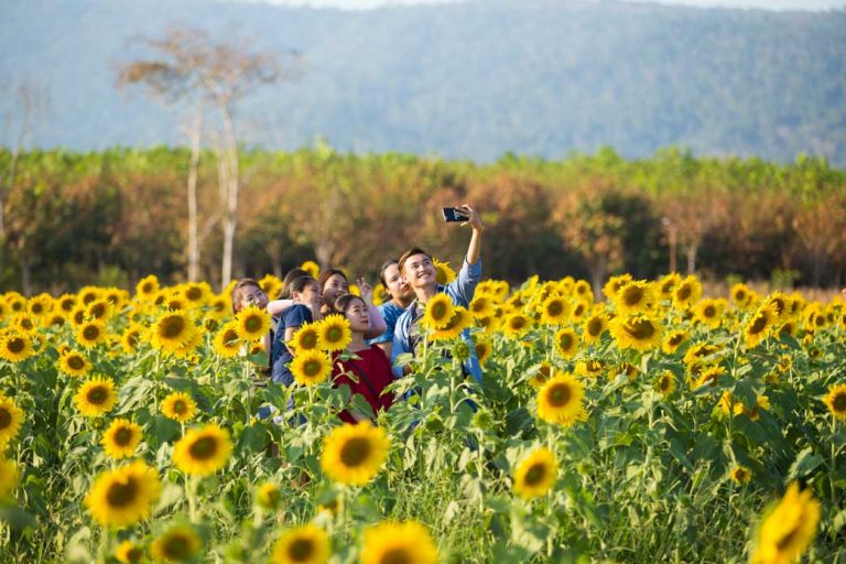 Sunny Side Up: Getting Your Hands Dirty at Phutawen Sunflower Farm