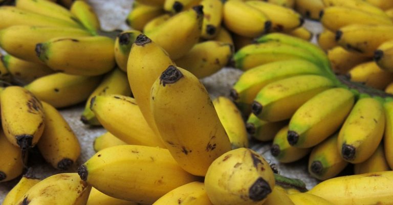 Laos banana exports uncertain